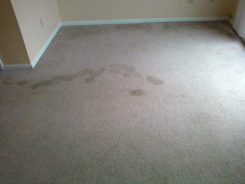 Carpet Odor & Stain Removal Grand Junction